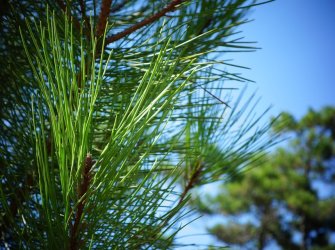 YAYLA HAVASINDA KAZANÇLI YATIRIM FIRSATI! TAM 6 PARSEL--TEK PARSEL ŞEKLİNDE SATIŞ VAR.